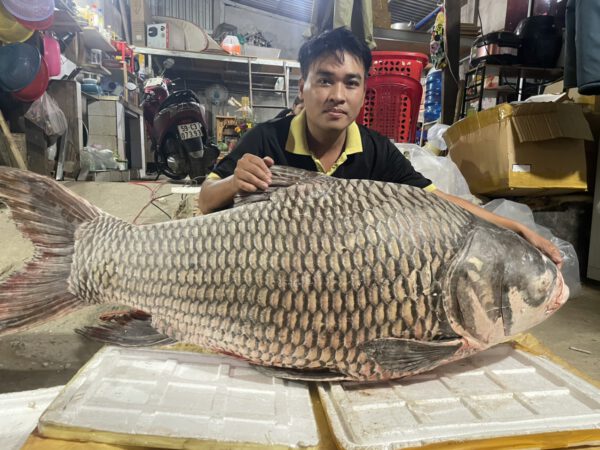 Cá Hô Đỏ Thiên Nhiên 100 kg