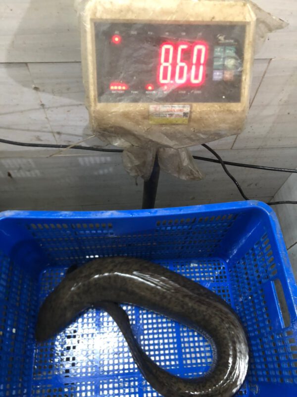 z3767243942681_45d4884a6494f0244081cf792c48a20a Cá NHỆCH - Trình Thiên Nhiên