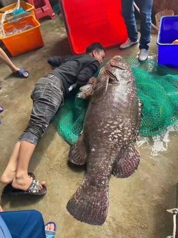 Cá Mú Nghệ Lớn