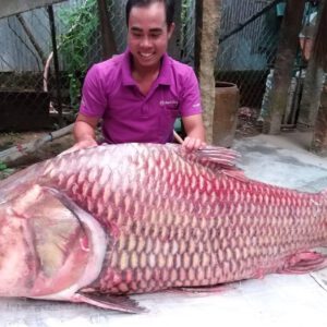 Cá Hô Đỏ Thiên Nhiên 100 kg