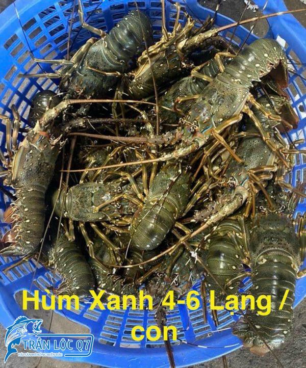 TÔM HÙM XANH