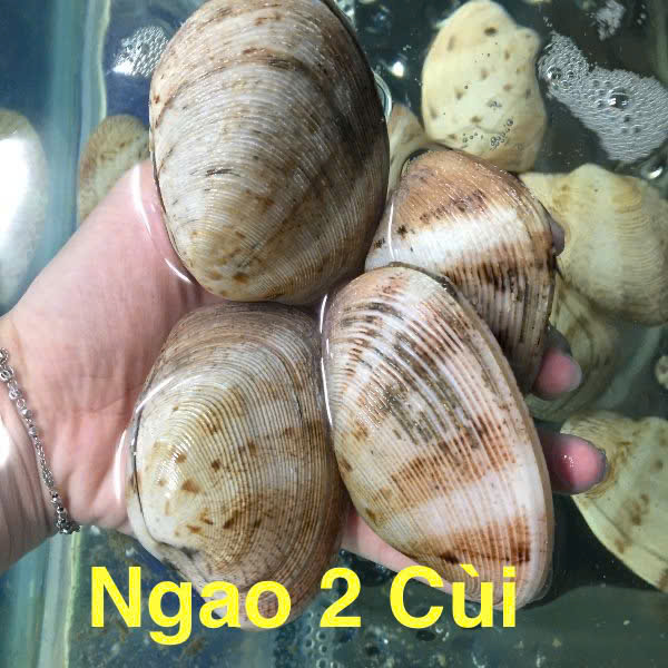 NGAO 2 CÙI