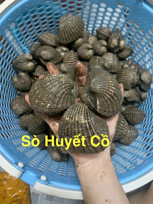 SÒ HUYẾT CÀ MAU 15-25 CON /KG