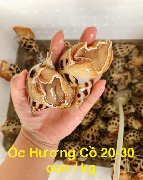 ÓC HƯƠNG CỒ 15-25CON/KG