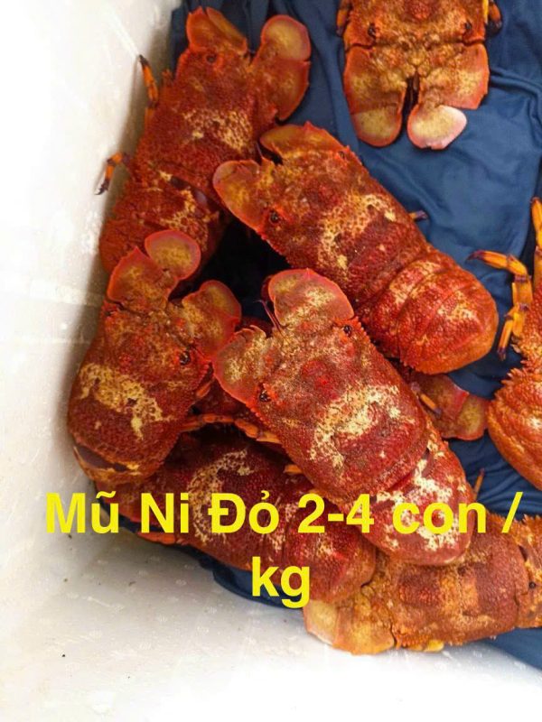 MỦ NI ĐỎ