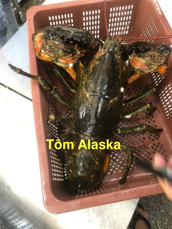 TÔM ALASKA