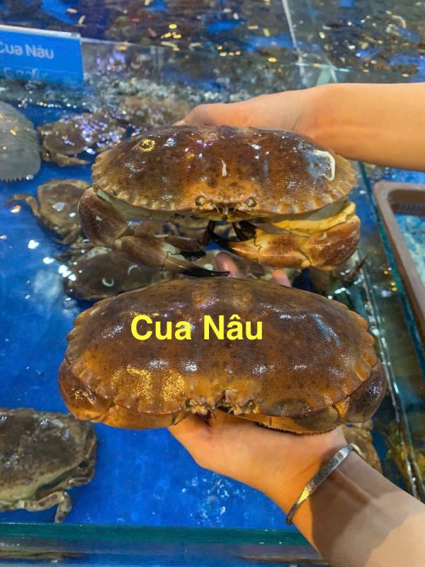 CUA NÂU