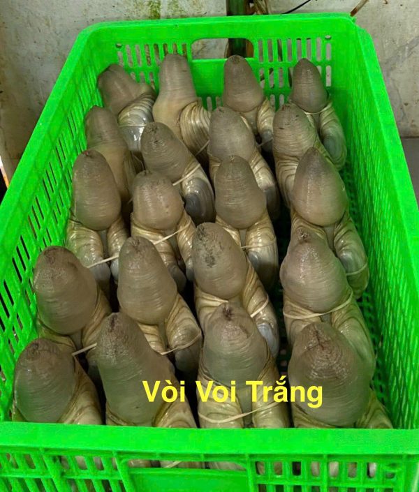 ỐC VÒI VÔI