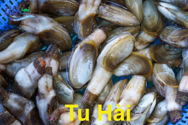 Tu Hài